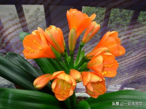 君子兰不开花这样养一年能开两茬,秋养君子兰三点养护到位花箭狂抽