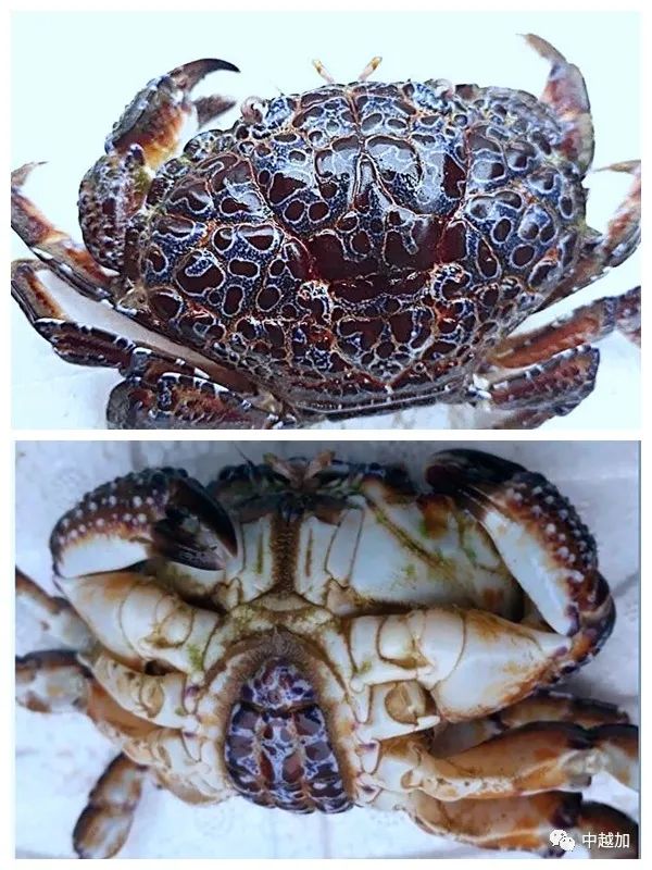 越南小哥吃椰子蟹,越南小哥吃生腌蟹