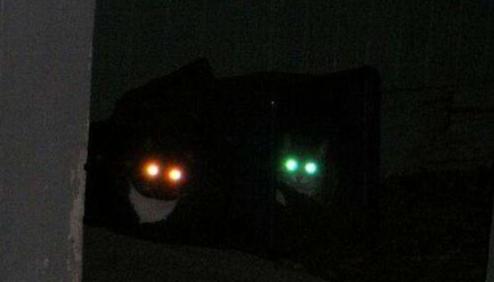 猫咪独自在家时需要注意些什么,下班回来发现小猫咪不开心