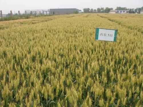 高抗倒伏的高产小麦品种,小麦高产大穗抗冻新品种