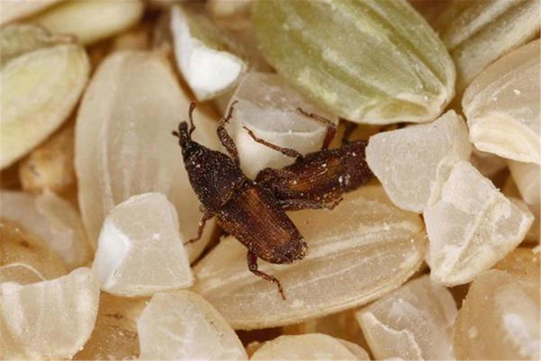 为什么密封好的大米也会生虫,大米生虫还有黑色粉末是虫卵吗