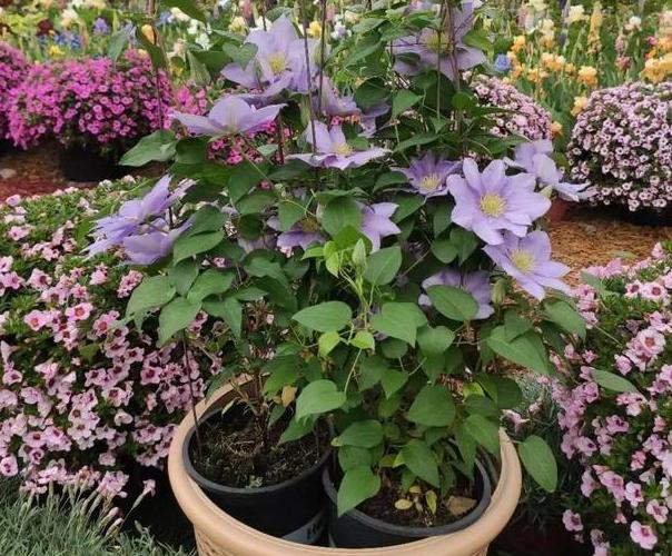 十大耐旱又好养的盆栽大植物,什么植物长得慢好养又好看