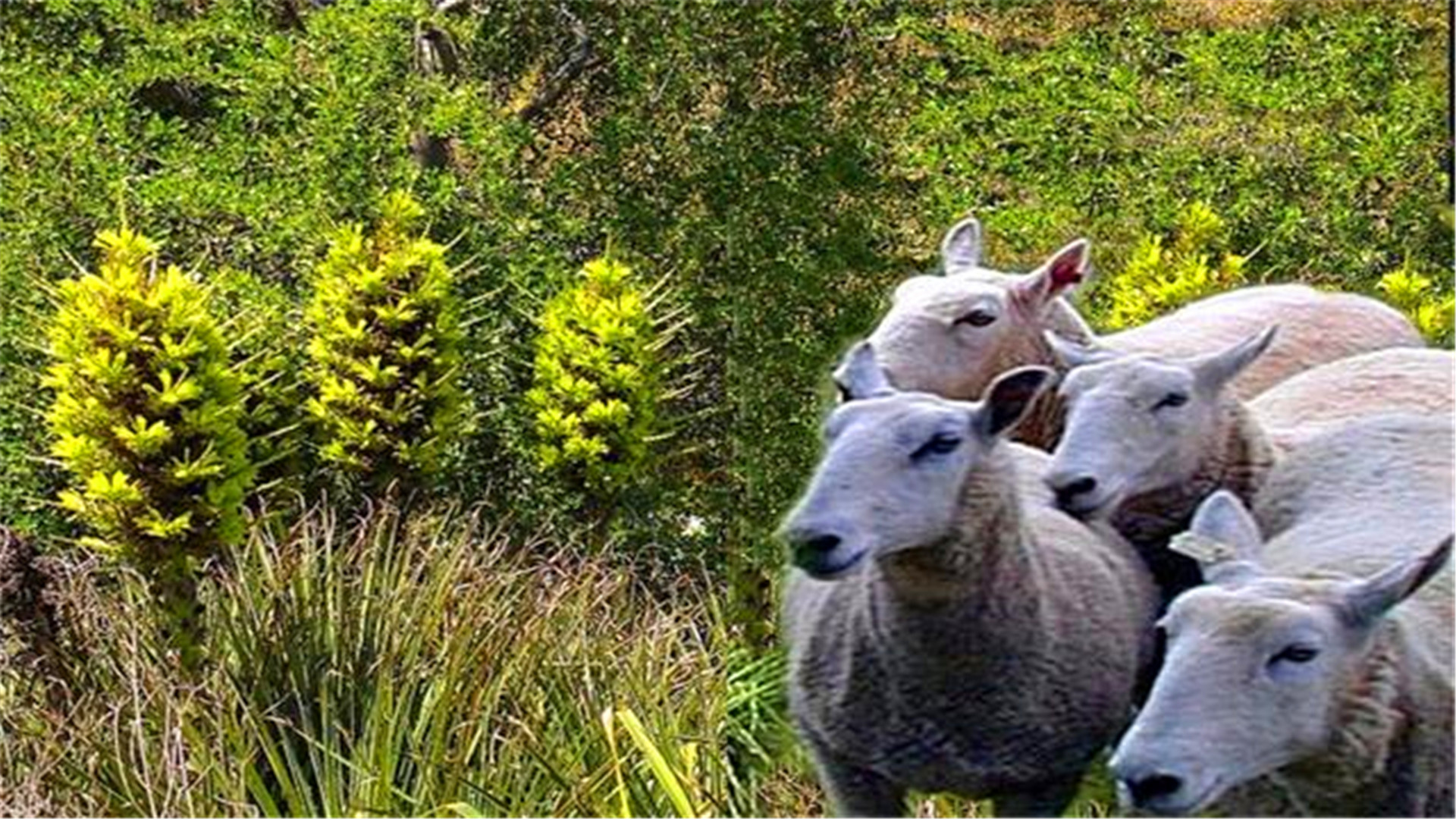 神奇植物“食羊树”，能自己抓羊吃，村民一发现就要立马烧毁