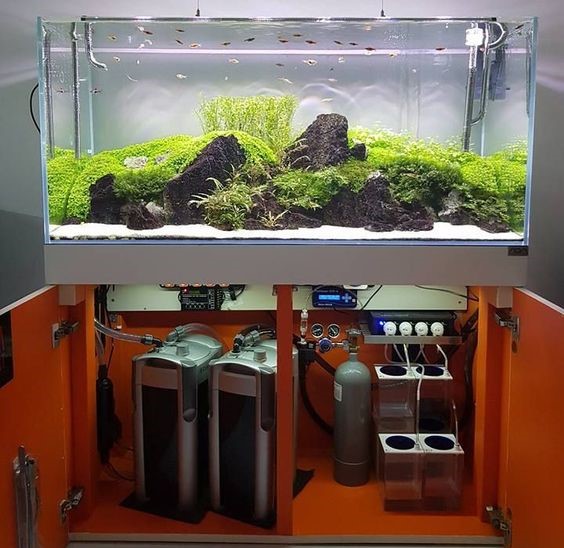 观赏鱼老是死是什么原因,怎么判断鱼有没有建立硝化系统