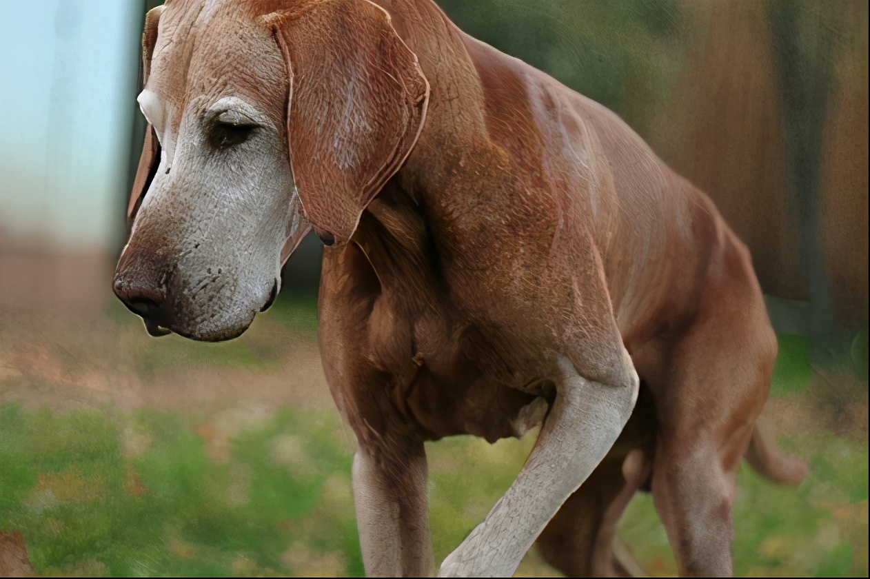 不遛狗有什么后果,不遛狗的7大后果