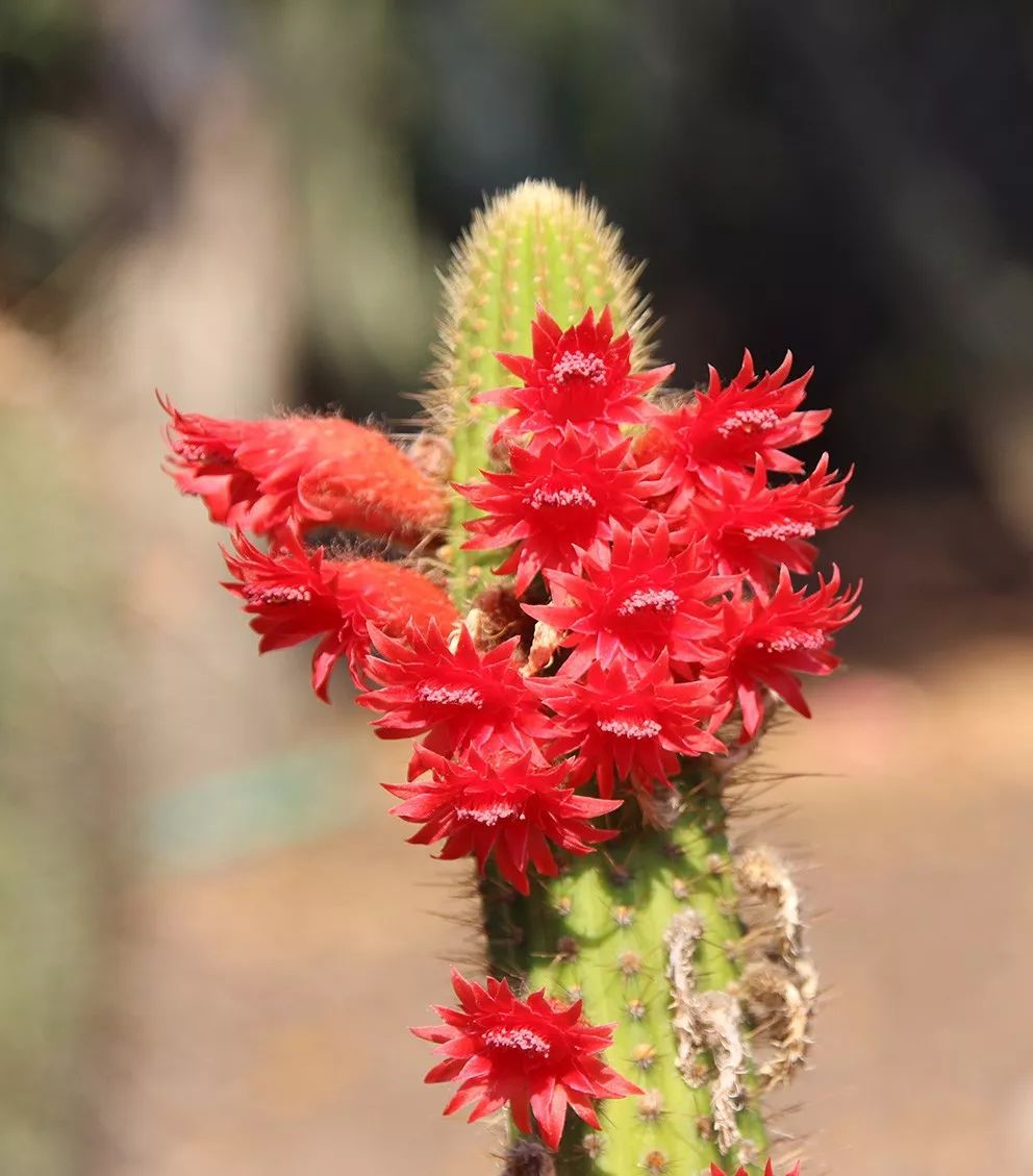 仙人掌类植物的家庭养护,仙人掌类型的植物哪种最好养