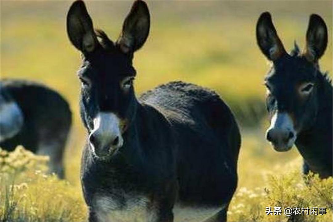 养驴热度越来越高，别盲目涉足，提前做好这些方面才是关键