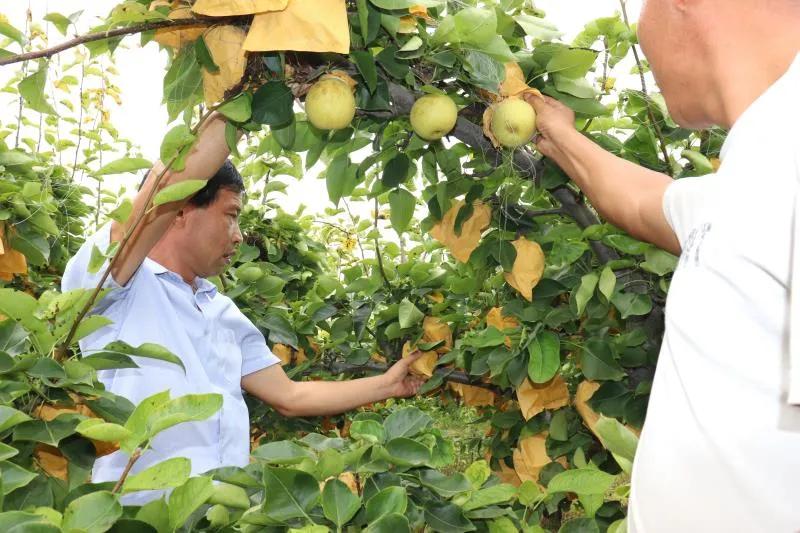 汝南县板店乡魏岭村黄金梨,汝南县板店乡魏岭黄金梨