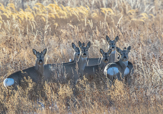 东北狍子为什么叫狍子,东北神兽狍子真的傻吗