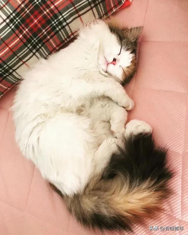 漂亮的三花猫欣赏,最迷人的三花猫