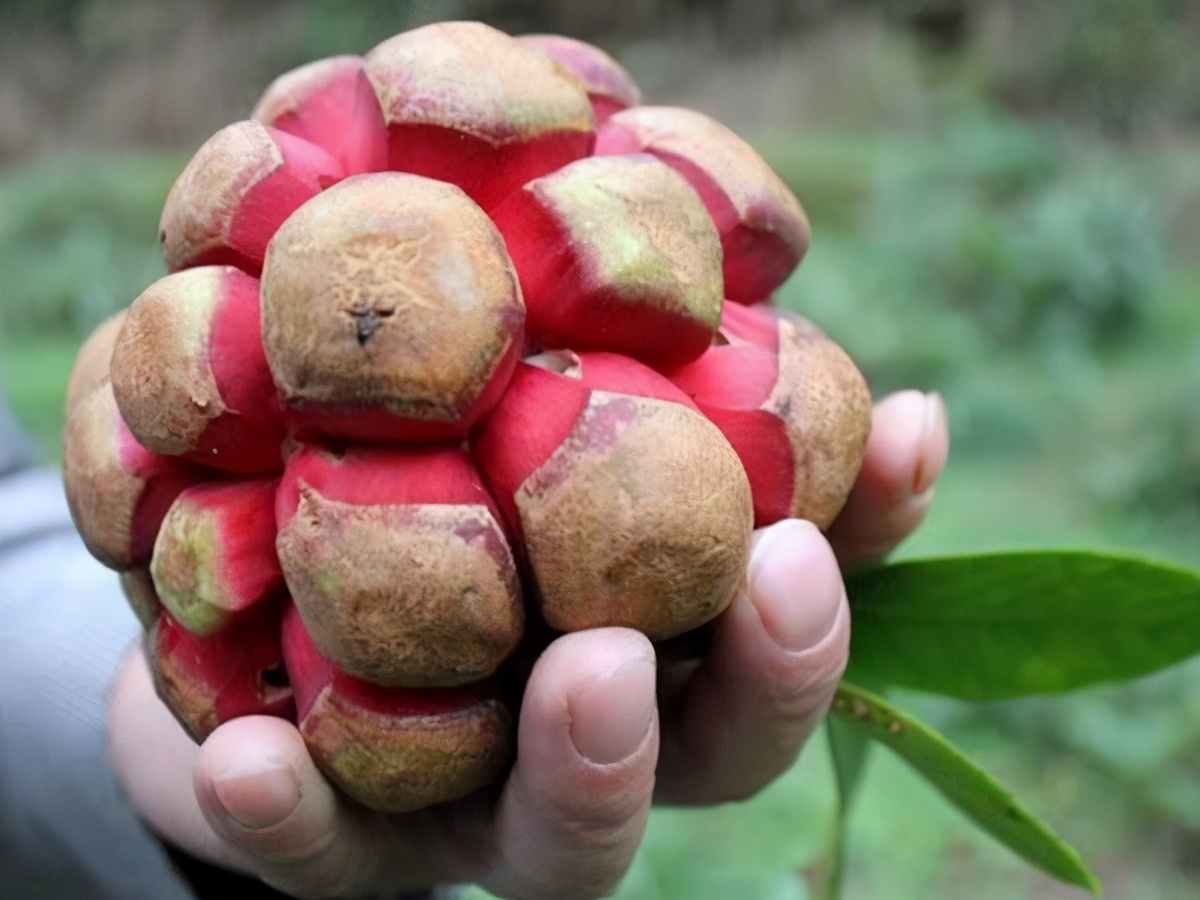 恶魔果实多少钱一瓶,恶魔果实水果多少钱一斤
