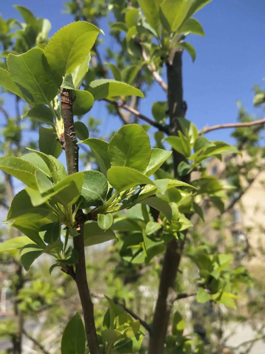 「长拖资讯」初夏绽放——老师把幼儿园的夏天和思念“打包”给你