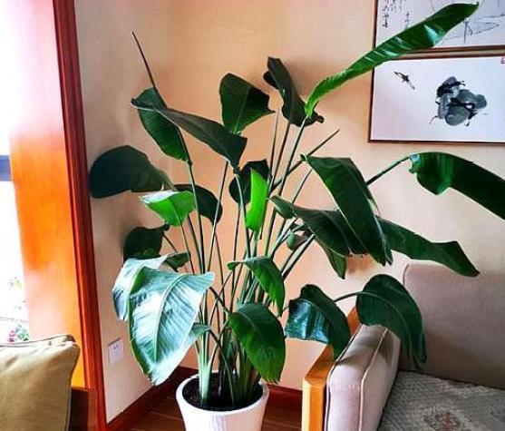 鹤望兰小盆栽怎么养,北方盆栽鹤望兰何时可以换盆