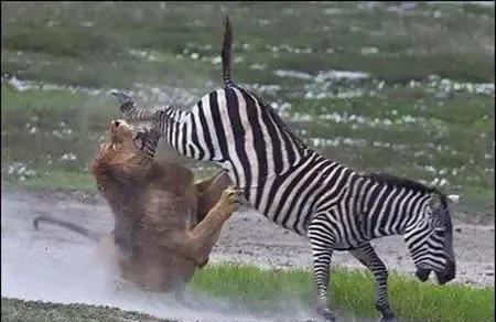 犬科代表非洲野犬,*攻围**狮子,掠夺豹子,暴打鬣狗,成为草原王者