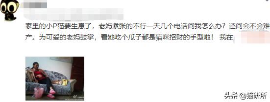 猫咪难产有什么办法解决,猫咪难产有什么方法解决