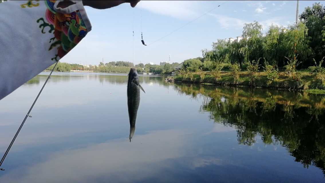 浮漂有口打不到鱼,鱼吃饵浮漂信号不明显怎么办