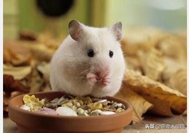 仓鼠宝宝刚生下来怎么照顾,母仓鼠怀孕了该怎么照顾