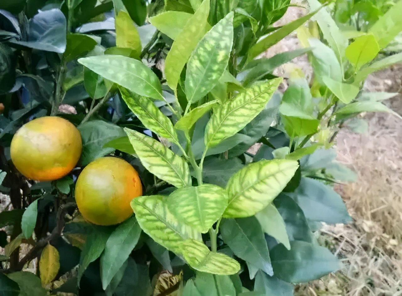 柑橘着色不均绿斑多久能转色,柑橘着色快有什么方法