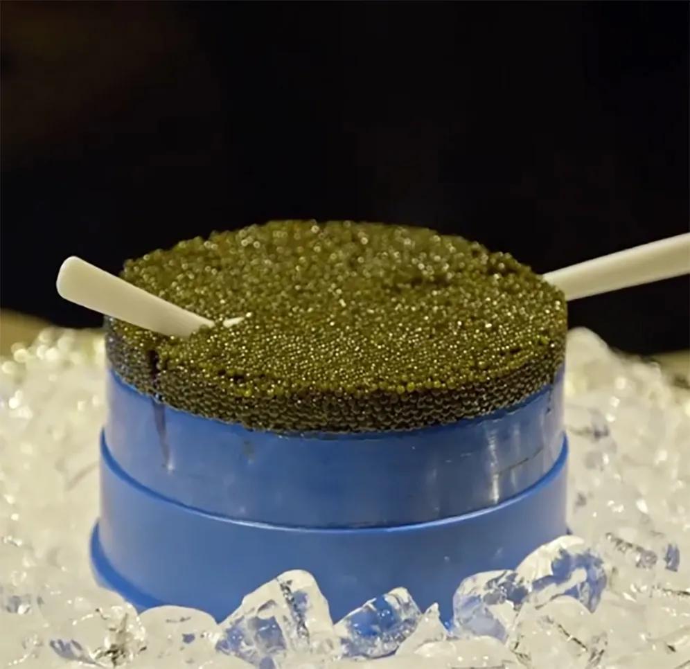 贵比黄金，俄国黑帮盯上他了|地球知识局