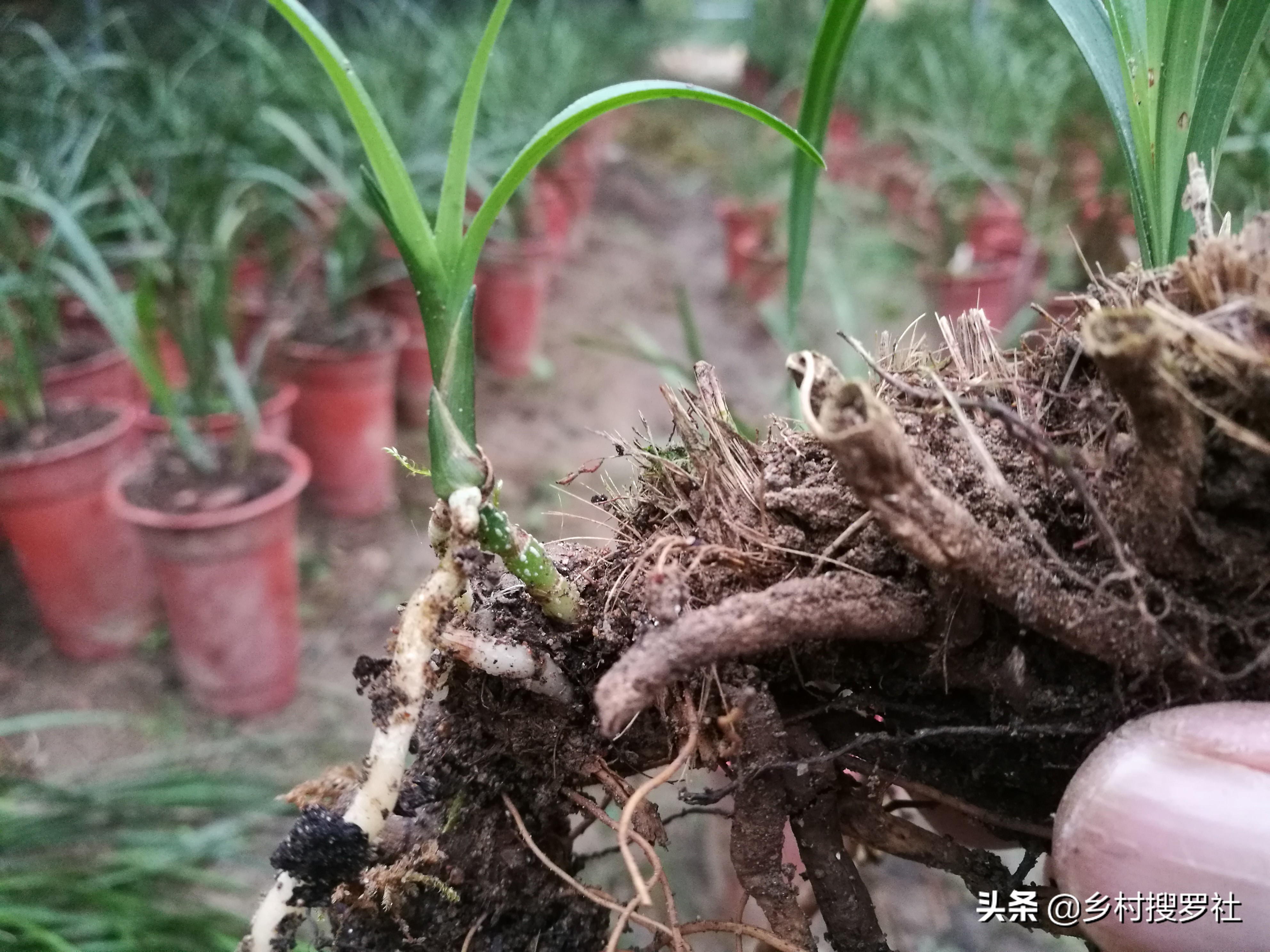 春兰芦头一般几个芽,春兰要怎么养花苞拔杆更高