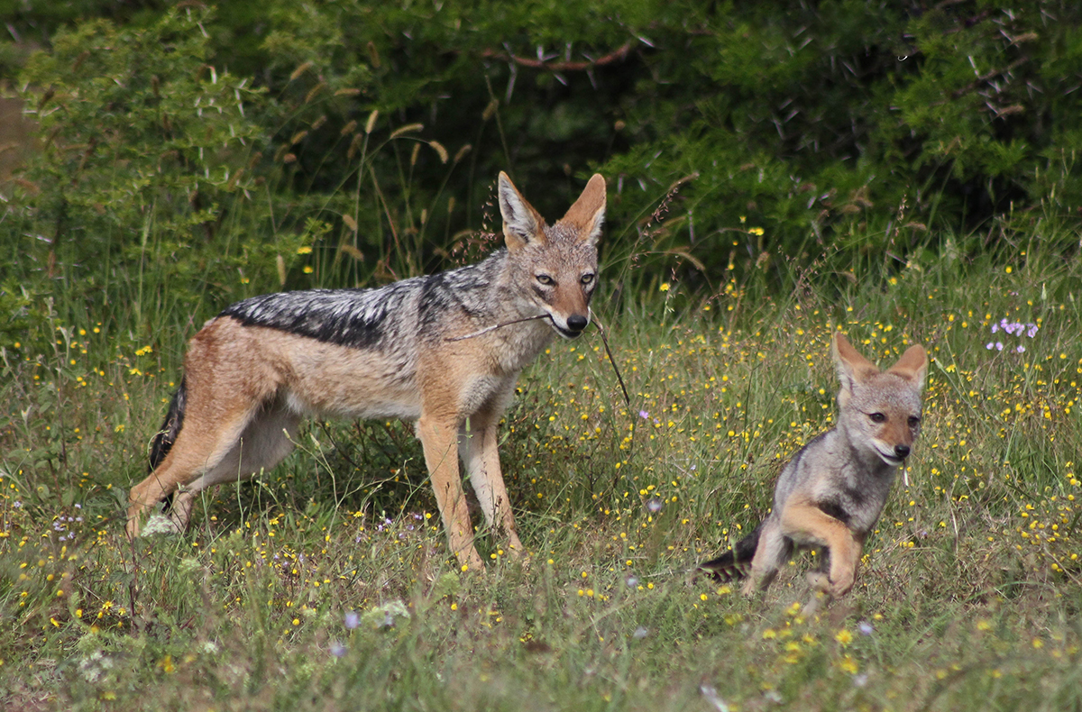 黑背豺,黑背豺哺育幼崽