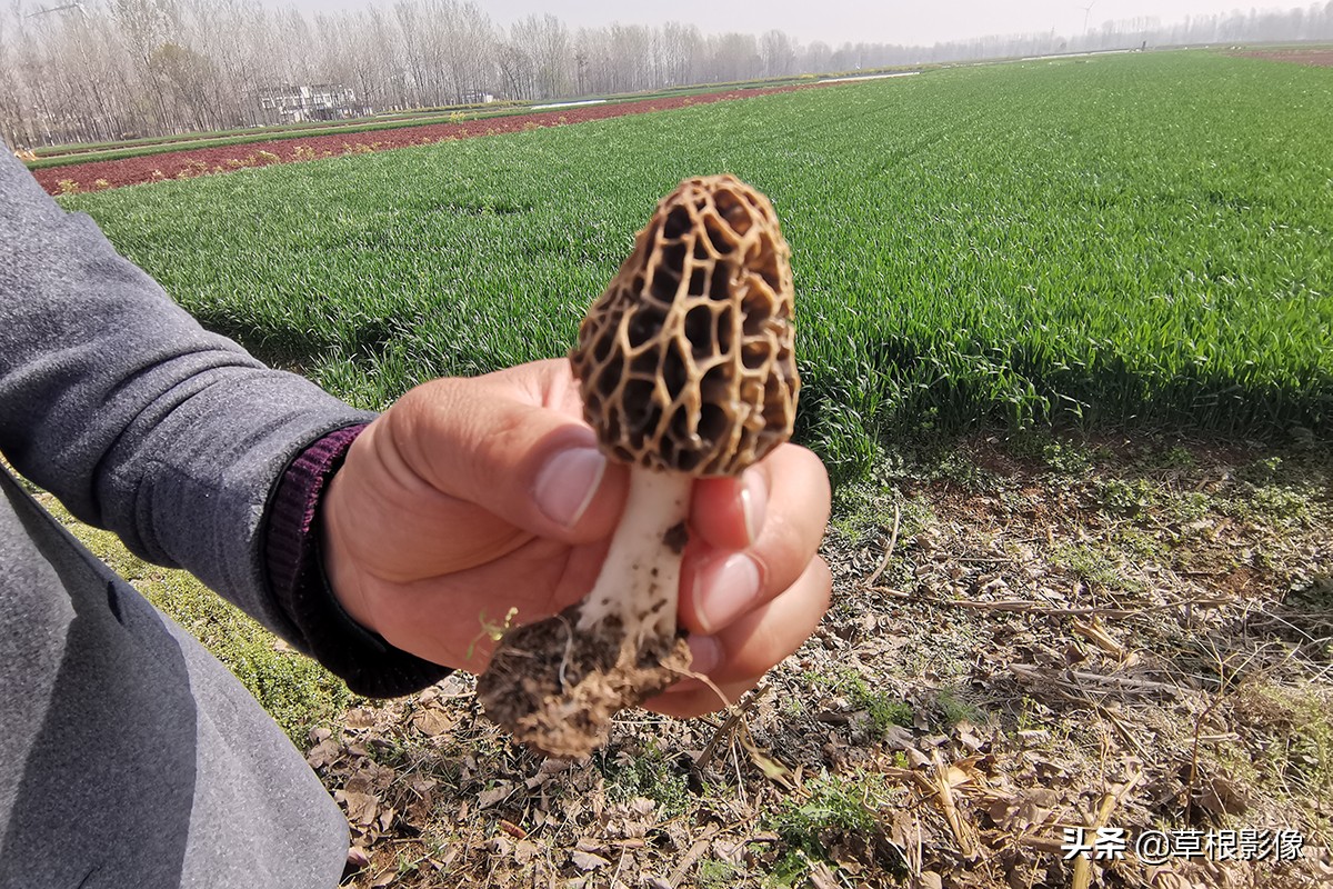 农村大叔挖古董,农村老大爷寻宝