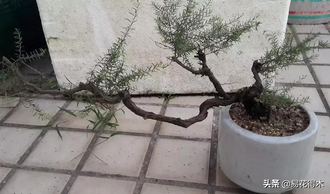 岗松盆景移栽,岗松盆景风景