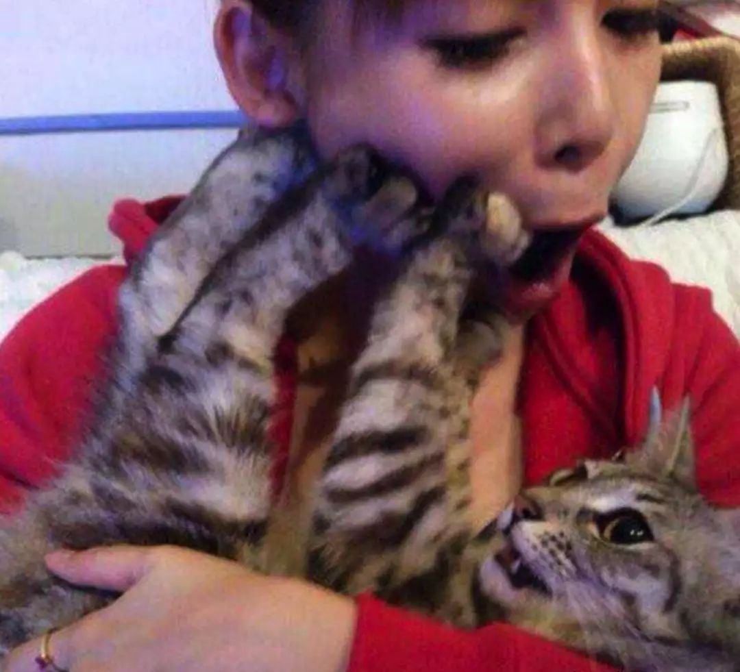 猫咪最讨厌的10个动作,猫咪最讨厌三种抱法图解