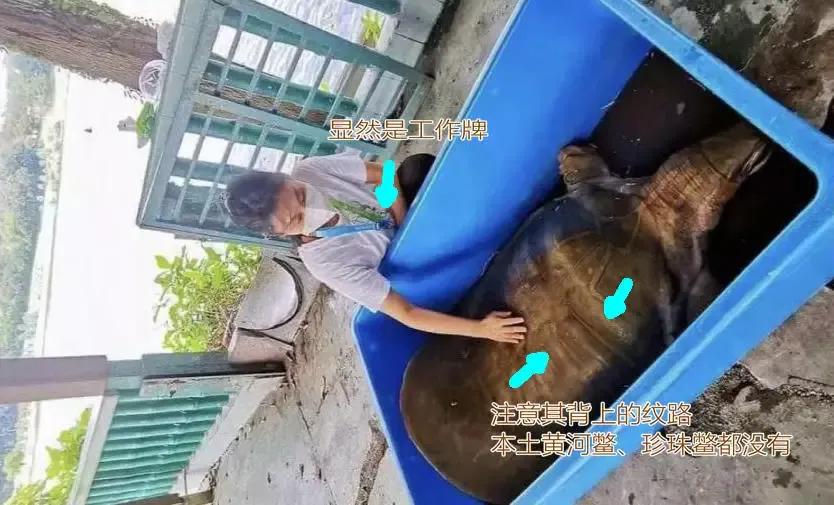 1965年的黄河巨龟到底长什么样,1965年黄河巨龟事件的视频