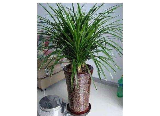 龙血树叶子尖发黄卷曲怎么办,龙血树叶子发黄怎么去解决呢