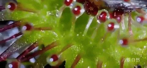 会捕食茅膏菜的昆虫,重庆首次发现能捕食昆虫的植物