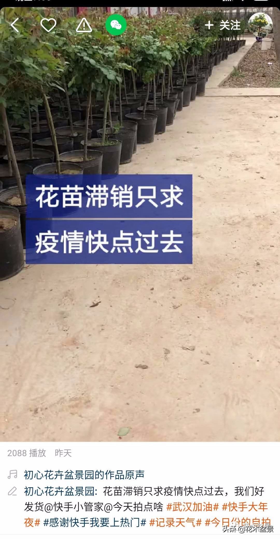疫情对花艺行业有什么影响,疫情期间盆景怎么处理最好