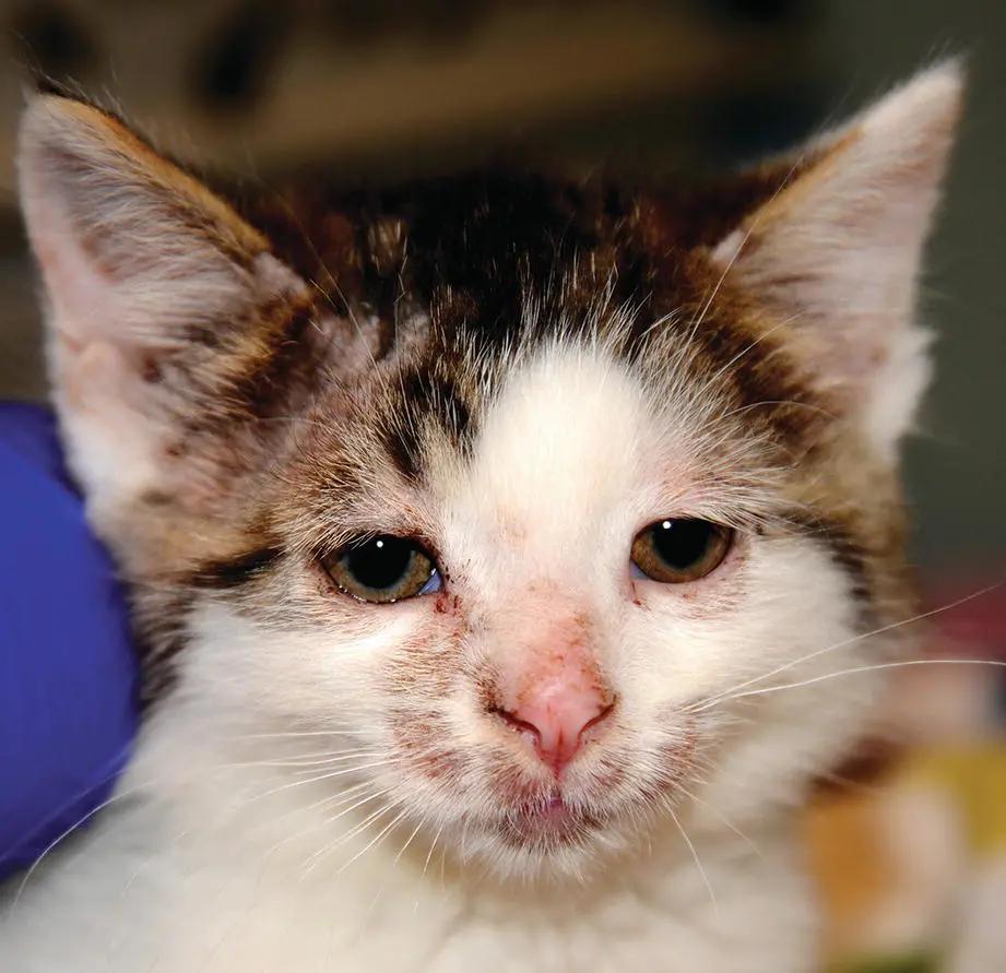 遇到猫癣别崩溃，你是方法没做对