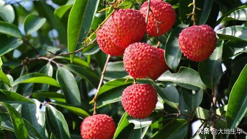 一骑红尘妃子笑，无人知是荔枝来，做不了杨贵妃，也要会背这些诗