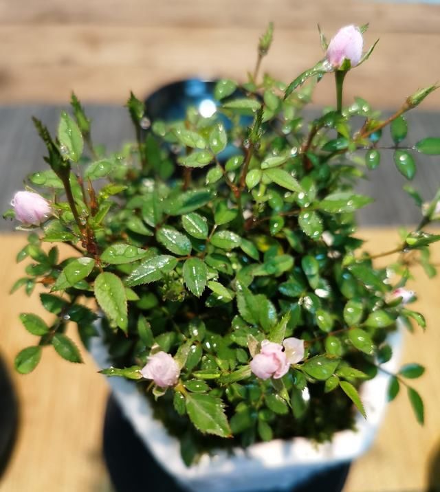 什么品种月季好养又开花量大,夏天开花爆盆的月季品种