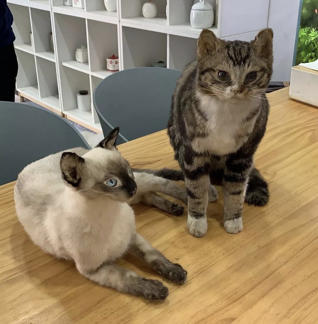 发财金点子项目,发财宠物用品