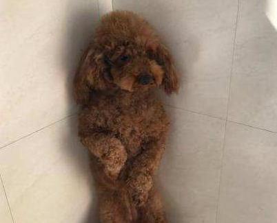 训犬的10大禁忌,训练贵宾犬最好的方法