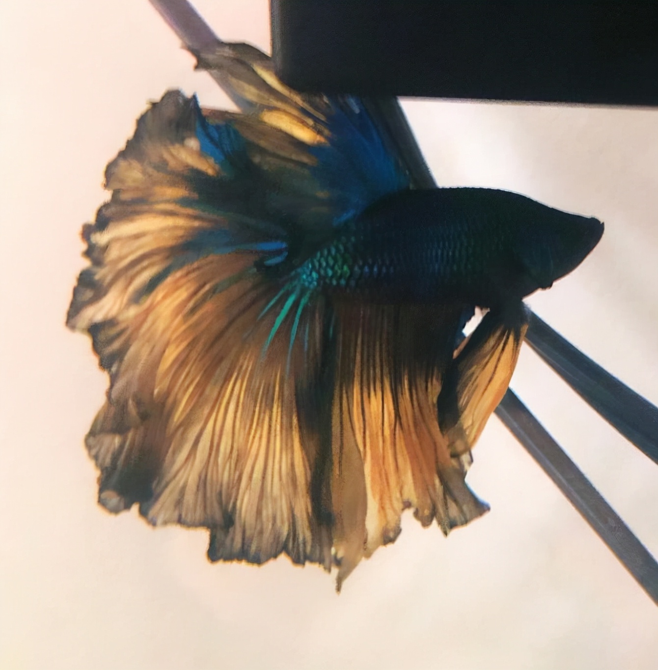 外国女子救下崩溃男子,外国女生救斗鱼