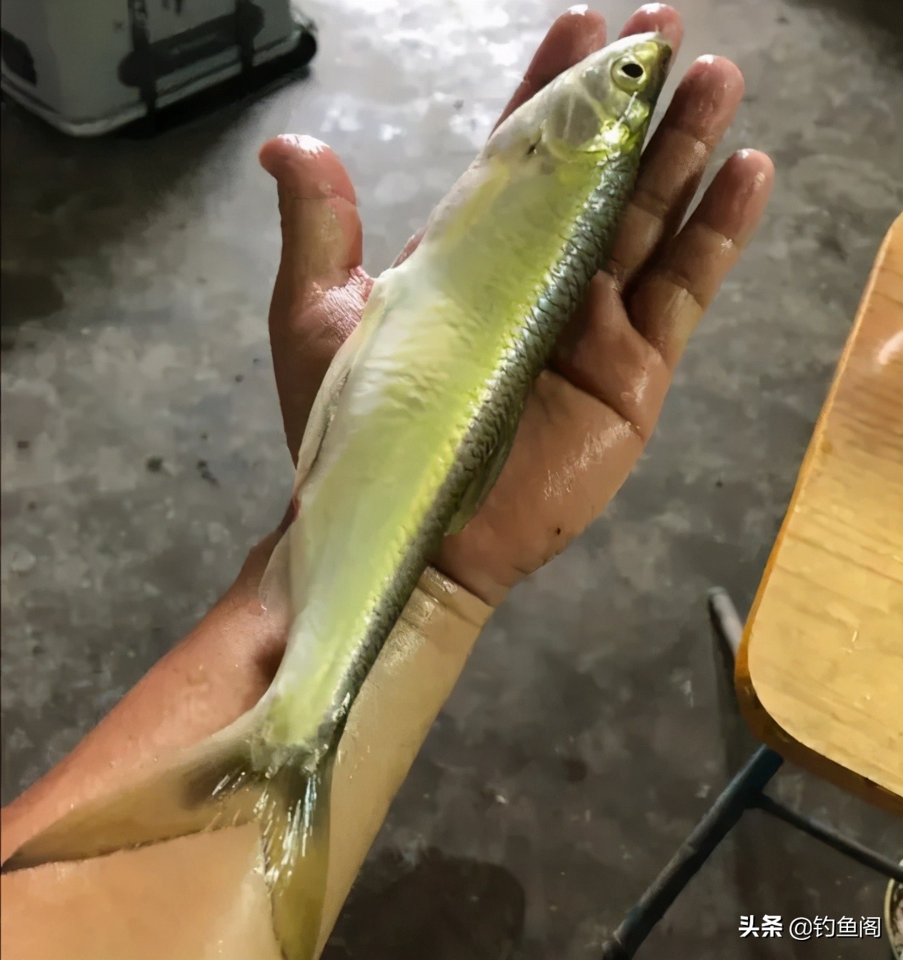 小杂鱼到底能长多大,小杂鱼长得比你想象中的大