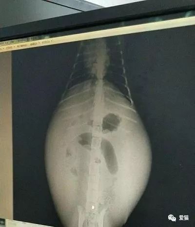 猫传腹猫咪一直叫是疼的吗,猫咪最可怕的公猫