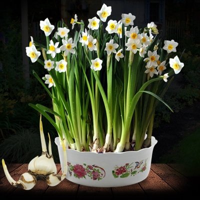 养花让生活充满生机,养花给家里增添一点生机