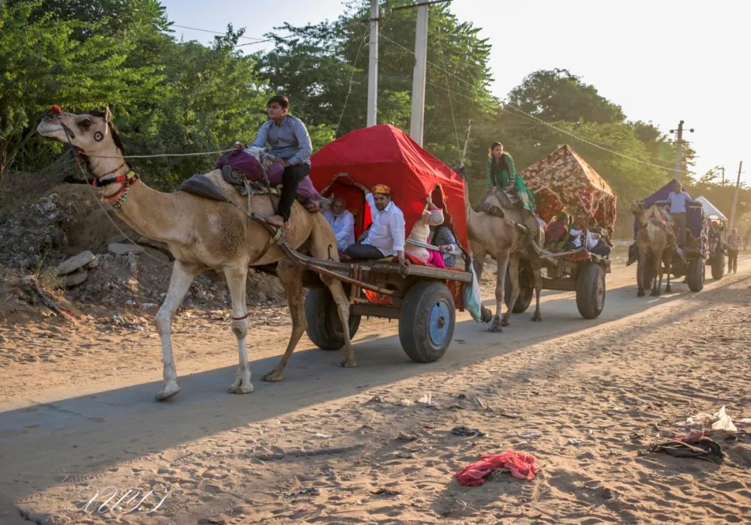 津门网徐屹：印度骆驼节上的人们（上）