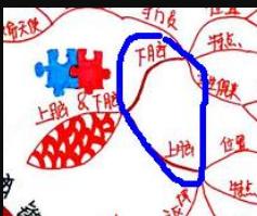 思维导图多大适合孩子学,有必要让孩子学思维导图吗