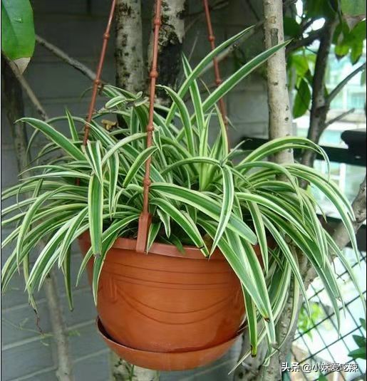 吊兰烂根怎么办如何补救,吊兰烂根了还有办法补救吗