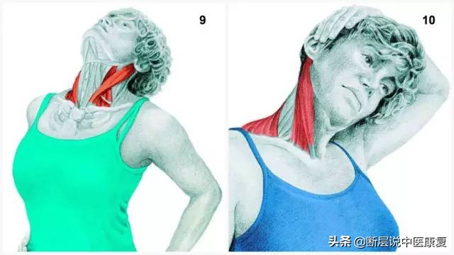 拉伸训练彩色图谱pdf电子版,常见肌肉拉伸合集