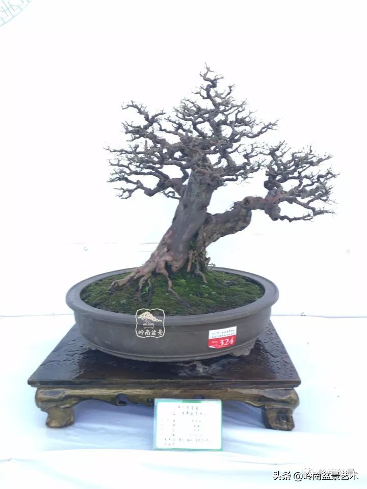 经典雀梅文人树盆景,十年以上的雀梅盆景图及价格