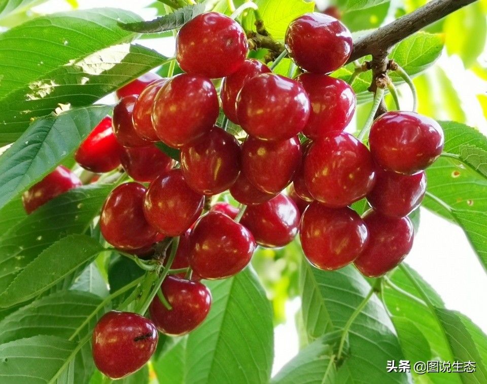 山海关:一沟大樱桃换来半坡别墅