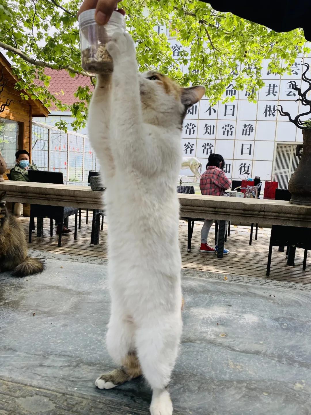 团宠猫咪的性格,小猫有多抗打