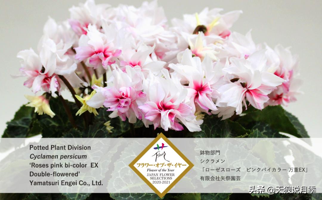 足不出户,带你了解2020日本园艺圈「新品种大赏」