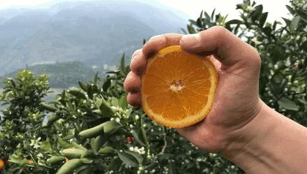 只有在五月能吃到的美食,5月的伦晚脐橙